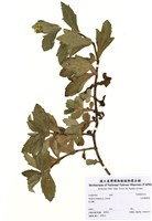 藏品(南美蟛蜞菊)的圖片
